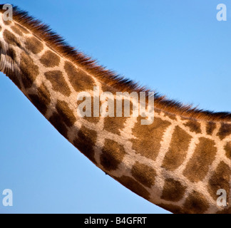 Detail einer Giraffe (Giraffa Plancius) im Etosha Nationalpark, Namibia Stockfoto