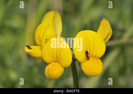 Weit verbreiteter Vogelarten foot Trefoil Lotus corniculatus Stockfoto