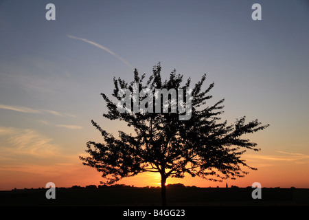 Sonnenuntergang über einem Baum in die Londoner Friedhof und Erweiterung, hohe Holz, Longueval, Frankreich. Stockfoto