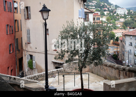 Der Olivenbaum wächst in Grasse Altstadt Frankreich Stockfoto