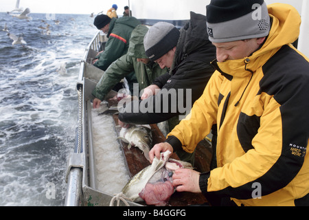 Männer schneiden frisch gefangenen Kabeljau auf einem Schiff Angeln Stockfoto