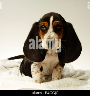 Basset Hound Welpe, 10 Wochen alt, vor weißem Hintergrund Stockfoto