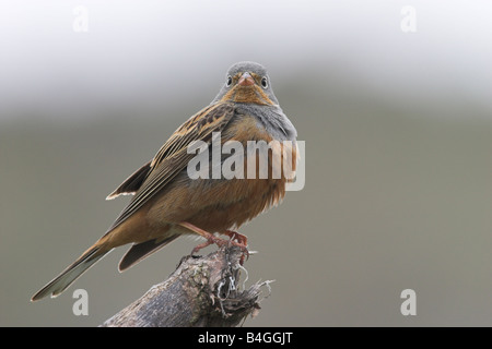 Cretzschmar Bunting Emberiza Caesia thront auf Zweig Baumstumpf in der Nähe von Eressos in Lesbos, Griechenland im April. Stockfoto