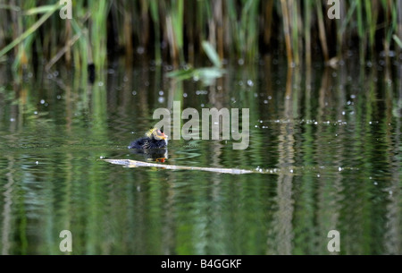 Blässhuhn Küken schwimmen. Rainham Sümpfe. Essex. Stockfoto