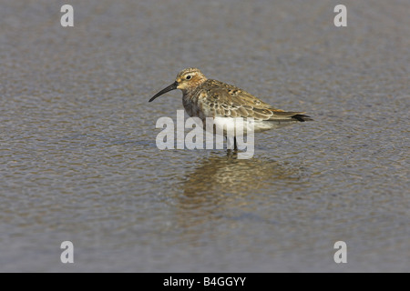 Brachvogel Strandläufer Calidris Ferruginea stehen im flachen Wasser am Strand von Faneromeni in Lesbos, Griechenland im April. Stockfoto