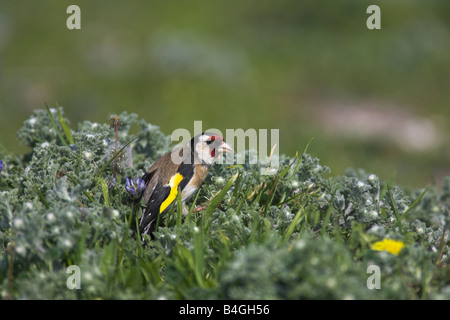 Europäische Goldfinch Zuchtjahr Zuchtjahr ernähren sich von Samen Blütenköpfchen in der Nähe von Kalloni, Lesbos im April. Stockfoto