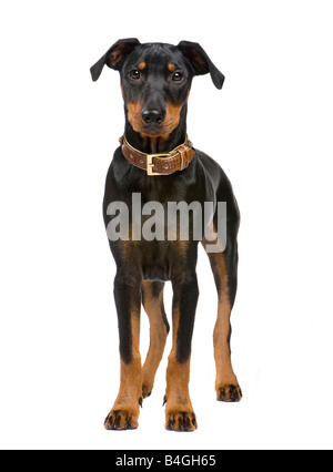 Pinscher 5 Monate vor einem weißen Hintergrund Stockfoto