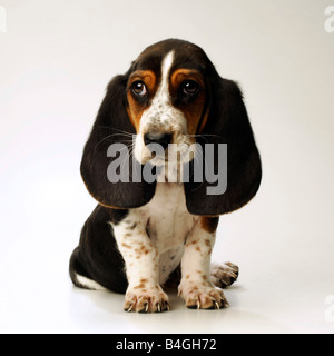 Basset Hound Welpe, 10 Wochen alt, vor weißem Hintergrund Stockfoto