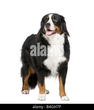 Berner Sennenhund 2 Jahre vor einem weißen Hintergrund Stockfoto