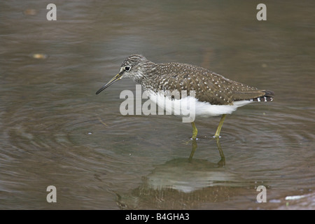 Green Sandpiper Tringa Ochropus Nahrungssuche im seichten Wasser am Kalloni Inland-See, Lesbos, Griechenland im April. Stockfoto