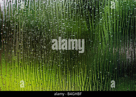Regen fällt auf Fenster Stockfoto