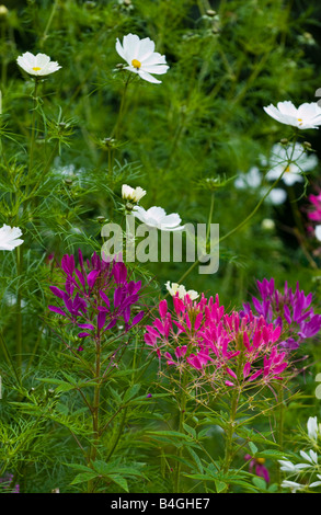 Blumen angebaut, Bienen auf organische Alloment UK zu gewinnen Stockfoto