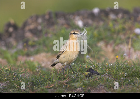 Isabellinische Steinschmätzer Oenanthe Isabellina Erwachsenen tragen Ziegenhaar für Nest Futter in Lesbos, Griechenland im April. Stockfoto