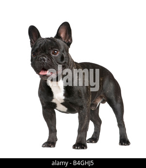 Französische Bulldogge 18 Monate vor einem weißen Hintergrund Stockfoto
