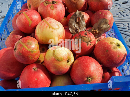 Erkrankten Äpfel mit Blattwespen, Schorf und Braunfäule Stockfoto