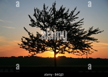 Sonnenuntergang über einem Baum in die Londoner Friedhof und Erweiterung, hohe Holz, Longueval, Frankreich. Stockfoto