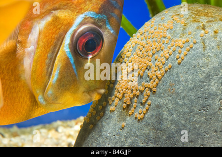 Pompadour Diskus rot braun weiblichen männlichen SANTAREM Diskusfische Cichlid Brut Nest Eier Luke Schraffur bemuttern züchten Zucht Stockfoto