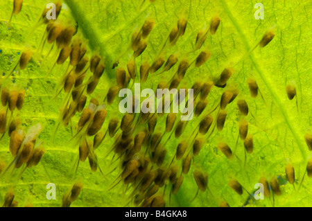 Pompadour Diskus SANTAREM Diskusfische Cichlid laichen Nest Eiern junge Fische auf einem Waterplant Wasser Pflanze Blatt Säugling Stockfoto