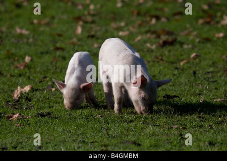 Ferkel in der New Forest-England Stockfoto