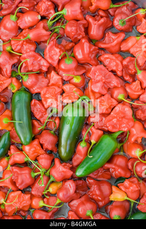 Frische Chilis gewaschen und bereit Stockfoto