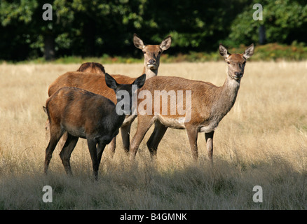 Eine Gruppe von drei weiblichen Rotwild, Cervus elaphus Stockfoto