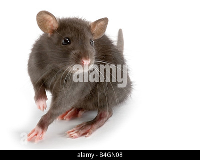 kleine dekorative Ratte Stockfoto