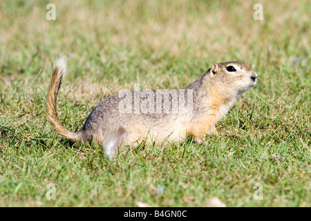 Richardson's Ziesel Spermophilus richardsonii Stockfoto