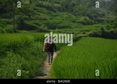 Eine Frau geht durch grüne Reisfelder auf dem Weg zu einem wöchentlichen Markt in ländlichen Gongtan Dorf, Gemeinde in Chongqing, China. Stockfoto
