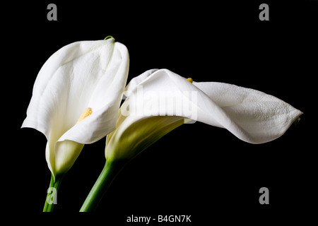 Zwei Calla Lilien auf schwarzem Hintergrund isoliert Stockfoto