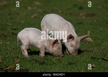 Zwei Ferkel in der New Forest-England Stockfoto