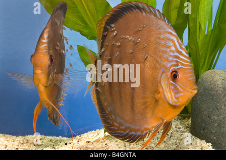 Pompadour Diskus rot braun weiblichen männlichen SANTAREM Diskusfische Cichlid Brut Nest Eier Luke Schraffur bemuttern züchten Zucht Stockfoto