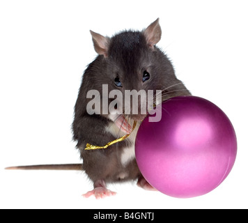 lustige Ratte mit Weihnachtskugel in Pfoten Stockfoto