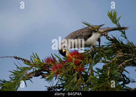 Laut Bergmann, Manorina Melanocephala auf Bottlebrush Blumen Stockfoto