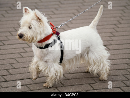 Hund-West Highland White Terrier Stockfoto