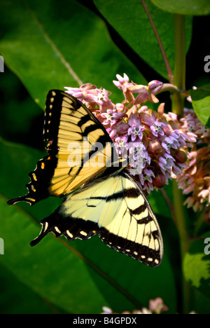 Ein gelber Schwalbenschwanz-Schmetterling auf eine rosa Blume Stockfoto