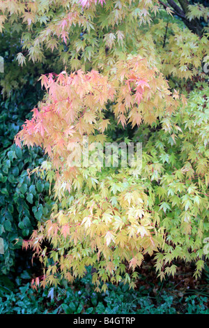 ACER SHIRASAWANUM AUREUM AGM SYN ACER JAPONICUM AUREUM Stockfoto