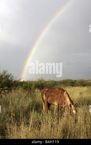 Pferd mit Regenbogen, Arizona, USA Stockfoto