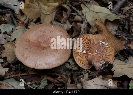 Oakbug Milkcap - Lactarius quietus Stockfoto