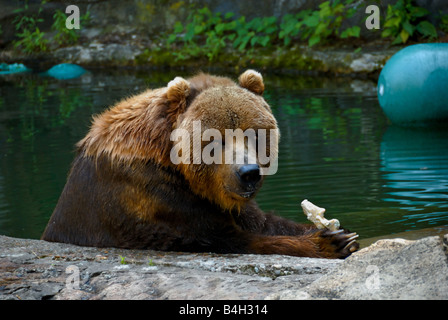 Kodiak Bären auch bekannt als ein Alaskan Braunbär isst einen Fisch im Zoo von Pittsburgh Stockfoto