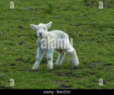 Ein Jahr nach der Maul- und Klauenseuche Epidemie ein Baby Lamm im Alter von 2 Stunden alten letzten Jahre Lämmer umgekommen sind, weil sie nicht wegen der Maul- und Klauenseuche Ausbruchs Worton Home Farm in großen Mangold Ashford Kent Februar 2002 gefüttert werden konnte Stockfoto