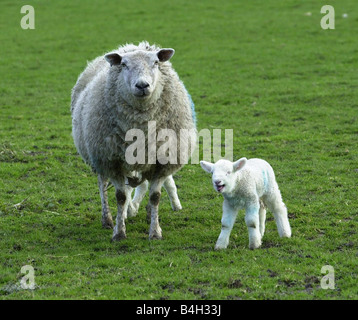 Ein Jahr nach der Maul- und Klauenseuche Epidemie ein Baby Lamm im Alter von 2 Stunden alten letzten Jahre Lämmer umgekommen sind, weil sie nicht wegen der Maul- und Klauenseuche Ausbruchs Worton Home Farm in großen Mangold Ashford Kent Februar 2002 gefüttert werden konnte Stockfoto