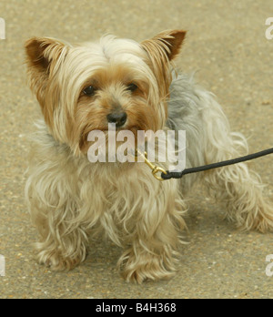 Martin Shaw mit seinem Hund Abt Abt wurde Mai 2004 von Roy Hattersley s Hund Buster-Yorkshire-Terrier angegriffen. Stockfoto