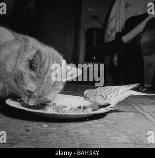 Wellensittiche Vögel Januar 1955 Tiger Tabby Katze teilen seine Nahrung mit Jimmy der Wellensittich das Paar zu Annette und John Cobb von Hendon gehören Stockfoto