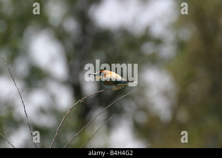 Ein Bienenfresser wartet auf einen vorbeifahrenden Insekt in Spanien Stockfoto