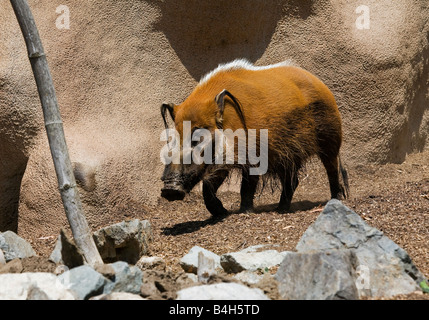 Red River Hog (Potamochoerus Porcus) Stockfoto