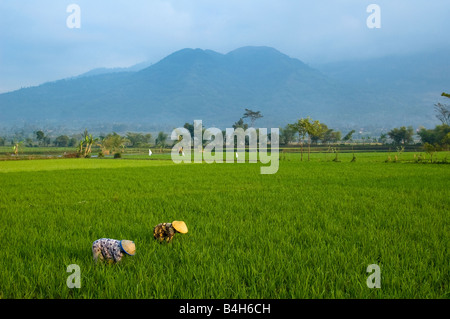 Arbeiterin in der Paddy-Reis von Indonesien Stockfoto