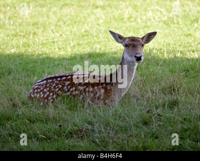 Europäischer Damhirsch Dama dama Stockfoto