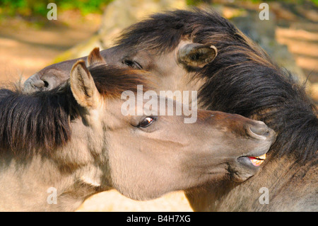 Nahaufnahme der beiden Przewalski Pferde (Equus Ferus Przewalskii) Stockfoto