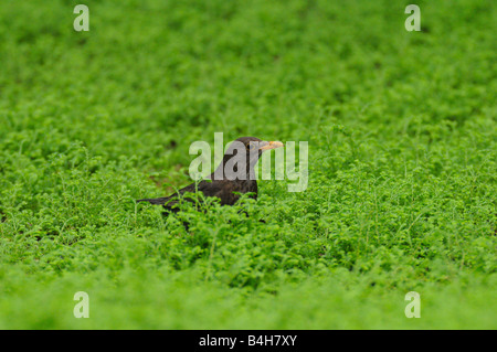 Amsel (Turdus Merula) im Feld Stockfoto