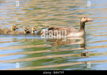 Graugans (Anser Anser) Schwimmen im Wasser mit seiner Gänsel Stockfoto